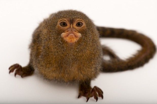 Pygmy marmoset